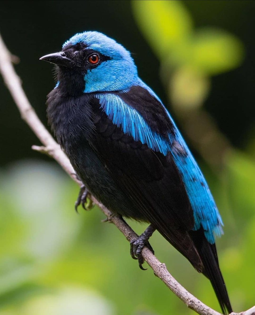 PazyBirds's tweet photo. Scarlet thighed Dacnis 🐦

📸panama_wildlife https://t.co/XkbkYpKeqx