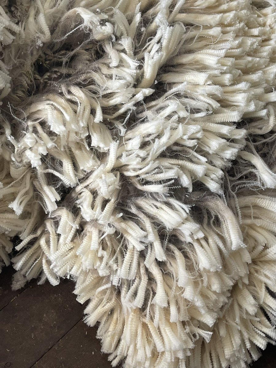 Dan King. White Springs Poll Merino Stud tweet media