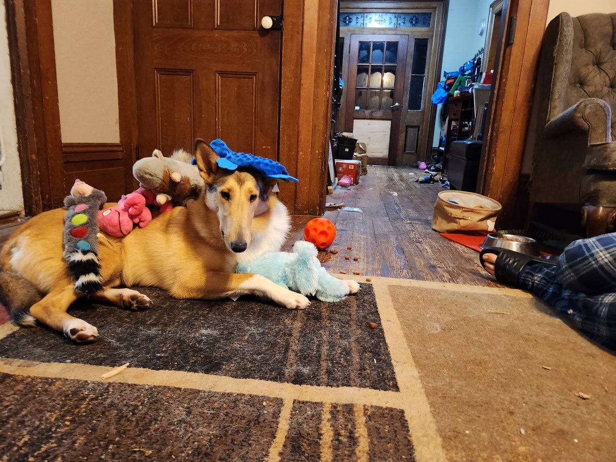 Spoiled puppers
#CollieLove 

#SmoothCoatedCollie