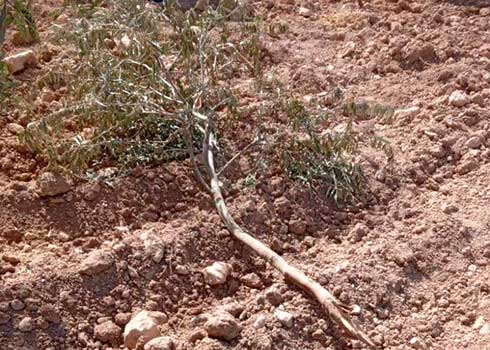 وفي نيسان من العام الجاري اكتشف سمحان أن مستوطنين قد قاموا بتكسير 35 شجرة زيتون عمرها سبع سنوات في أرضه. > btselem.org/arabic/settler…