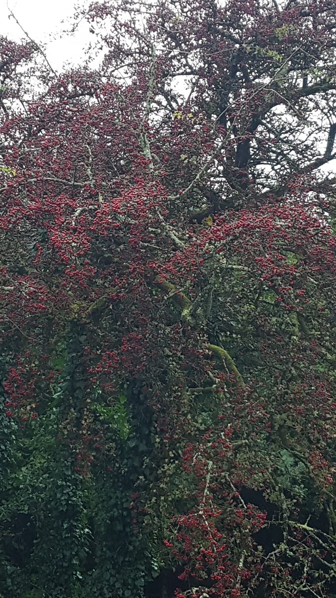 hedgerows_ie's tweet photo. Mature hawthorn in a Westmeath farm hedge, laden with berries awaiting the arrival of the Fieldfares and other winter visitors.
@IFAmedia @TeagascEnviron @teagasc @BioDataCentre @farmfornature @farming_indo @farmersjournal @ferdia_marnell @ellamcsweeney @EcoEye @PowersFlowers https://t.co/cQxtAGxKHc