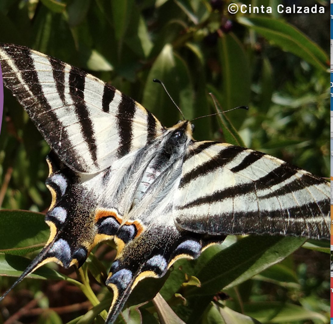 ¿Te gustan las mariposas, la ecología y la conservación? Si además te interesa hacer un doctorando desde la @UniBarcelona y el @mcngranollers buscamos una persona interesada en pedir una beca predoctoral para estudiar nuestras mariposas urbanas. + Info: ubms.creaf.cat/category/blog/