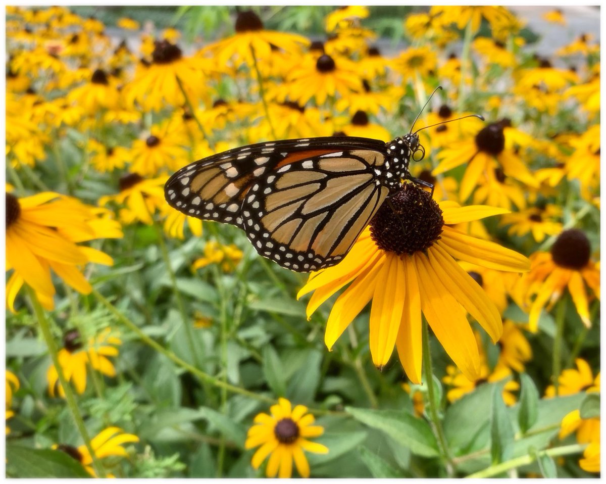 GardeningTexas's tweet photo. It’s #Monarch migration season in #Texas! Plant native seeds in fall to start your own native #butterfly garden. #pocketprairie https://t.co/QpL69Jp5pa https://t.co/O6H3NNEcl4