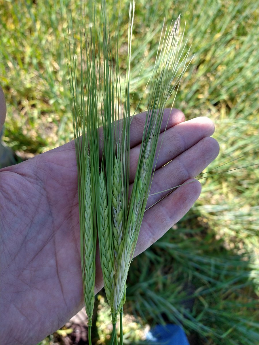 JuliMainero's tweet photo. Ya se pueden ver los daños de #Helada en las espigas de cebada 🌾

📍Tres Arroyos https://t.co/6nZML025Hl