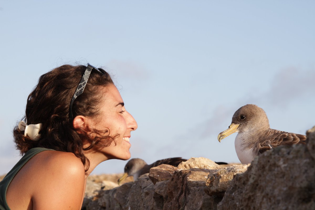 MarieClaireGatt's tweet photo. I'll be giving a Twitter pres for @IBIS_journal #BOUsci22 'Birds as individuals' about my study on how #personality and migratory strategy correlate in Cory's #Shearwaters https://t.co/m45oP46cin

Tune in to #BOUsci22 on the 23 Nov to check the #conference out!
#ornithology https://t.co/CyH25QynH6