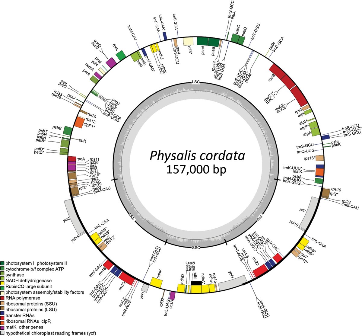 A new study analyses the🧬 #plastome of P. cordata in comparison to other species in the genus, providing insight into evolutionary processes.

Access the full article here: doi.org/10.3897/phytok…

#phylogeny

<a href="/udg_oficial/">Universidad de Guadalajara</a>  <a href="/Conacyt_MX/">Conahcyt Consejo</a>