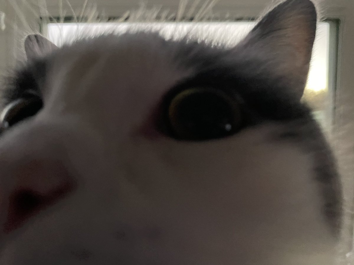 AlmostAllfather's tweet photo. hey mom what are you doing

#CatsOfTwitter #CatsOnTwitter https://t.co/J7Pf8X3DOe