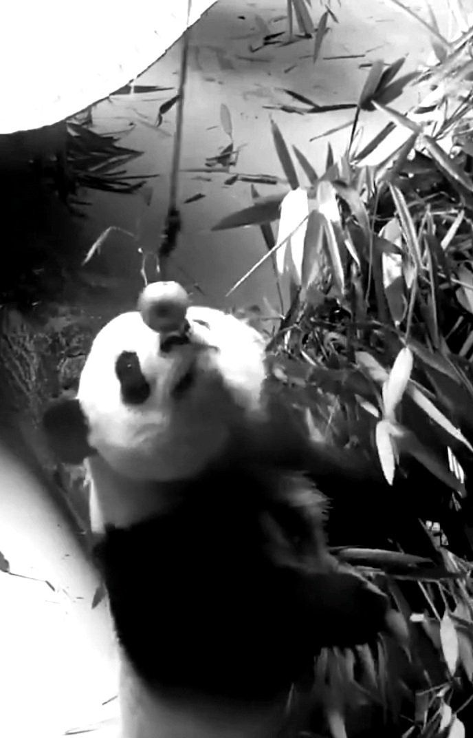 "Deep in my heart I have only eyes for you."

A baby at Chengdu panda base
