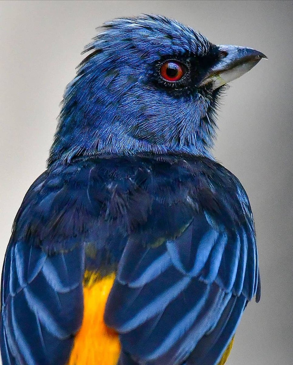 PazyBirds's tweet photo. Sanhaçu-papa-laranja 🐦

📸 macrotake https://t.co/i8trite2Zc