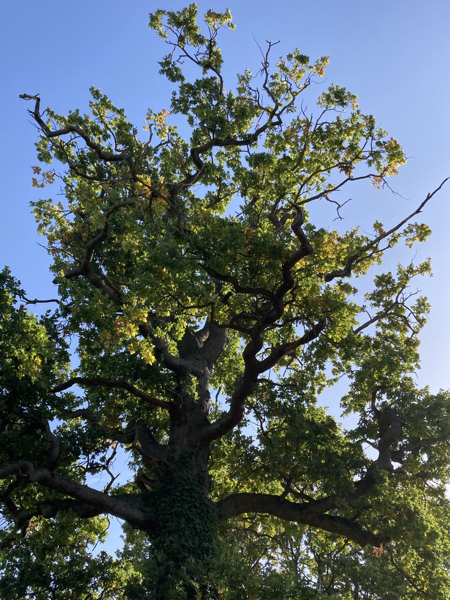 Autumn has arrived Mr Squiggly Oak 😴🌳