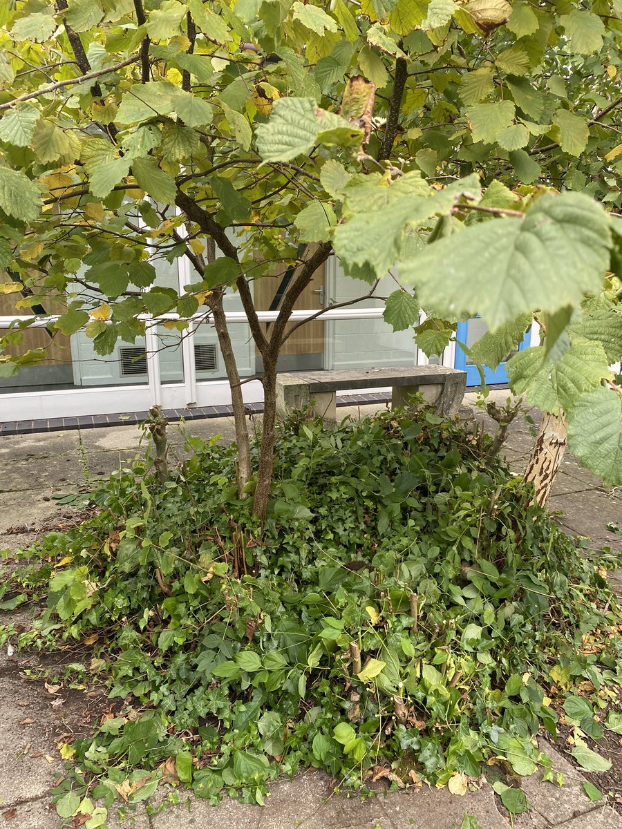 bbswellbeing's tweet photo. A before and some after pictures. I’ll think you’ll agree that gardening club made a big difference to our environment today. @BurtonBorough @BBSEnglishDept https://t.co/semqCTDW1I