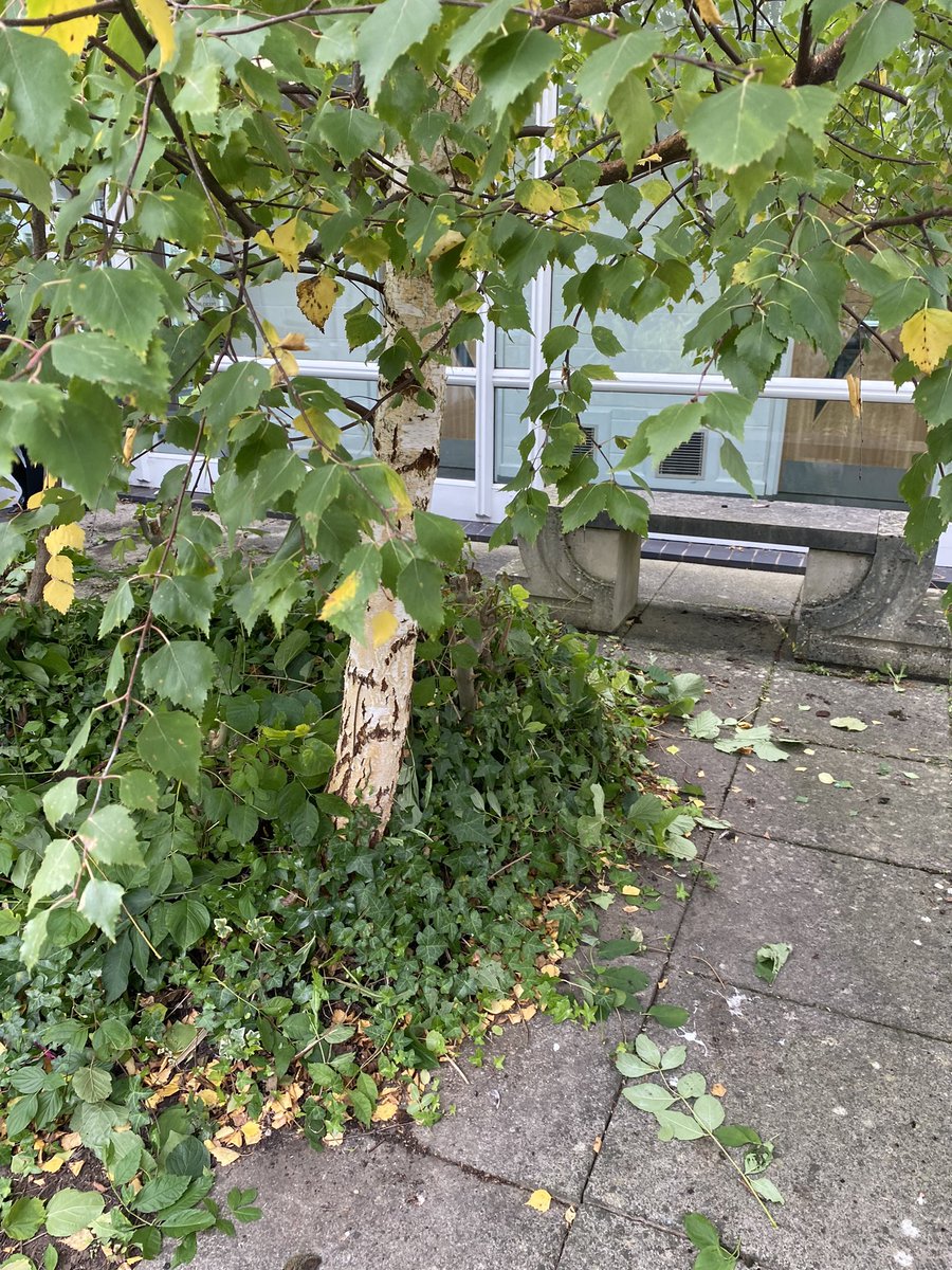 bbswellbeing's tweet photo. A before and some after pictures. I’ll think you’ll agree that gardening club made a big difference to our environment today. @BurtonBorough @BBSEnglishDept https://t.co/semqCTDW1I