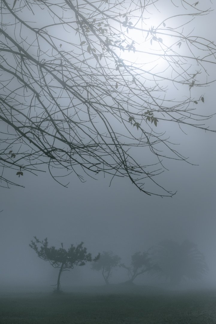 Mellodora tweet media