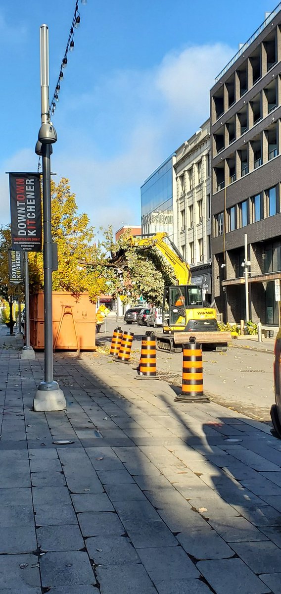 Matter of Taste Coffee (@matter_of_taste) on Twitter photo What's going on <a href="/CityKitchener/">City of Kitchener</a> ?
#trees in <a href="/dtkitchener/">Downtown Kitchener</a> are being cut down. No one knows why??? What's going on <a href="/CityKitchener/">City of Kitchener</a> ?
#trees in <a href="/dtkitchener/">Downtown Kitchener</a> are being cut down. No one knows why???