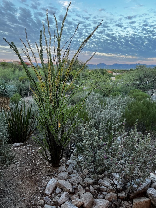 Lee County Mosquito Education tweet media