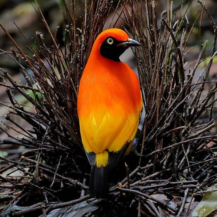 Flame Bowerbird 🐦

📸 wavethree