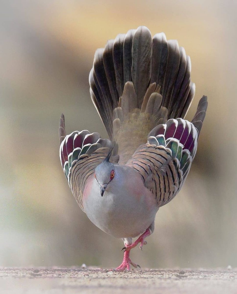 Landing on one foot  🐦

📸 vik_d_photography