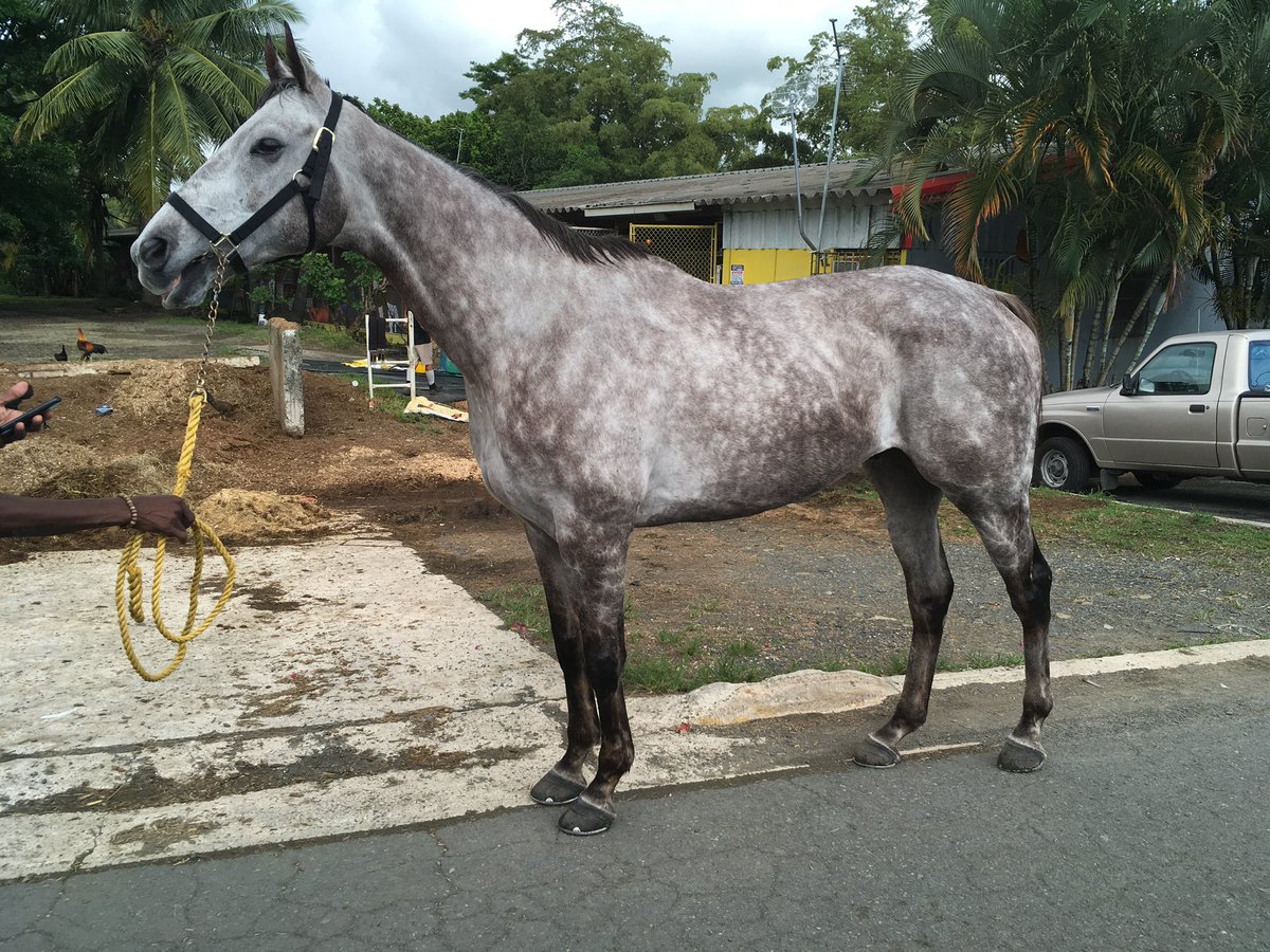 CaribbeanOTTB's tweet photo. Remembering UNSTOPPABLE U on the 5th anniversary of his death🙏 We’re sorry we couldn’t retire you and return you to your birthplace. You were a great horse! 👇 https://t.co/wWV71ZXMc2