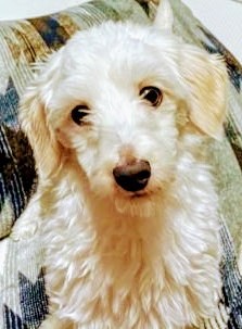 kuunyan9625's tweet photo. 三重県津市
で６月９日に行方不明のバンズちゃんが
未だ見付かってません
トイプーとマルチーズのミッウス
連れ去り情報有り
バンズちゃんを知らずに保護飼育されてる方、情報をお知りの方、どんな情報でも構いませんので、何か手掛かりに成りそうな事が有りましたら、こちらの飼主さんのアカウント迄 https://t.co/54Zwbng85r