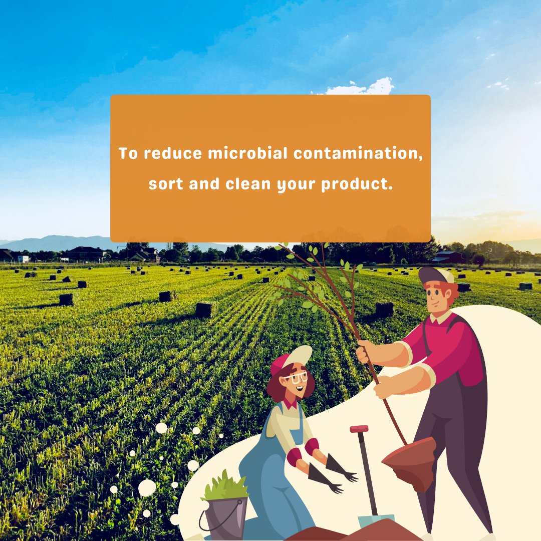 mapmycrop's tweet photo. Guidelines for the Optimal Post-Harvest Handling
#harvesttips #harvest #grow #garden #gardening #fruit #farming #farmfamily #harvestprep #vegetableharvest #vegetablegarde #eatyourveggies https://t.co/HsMoBKybd0