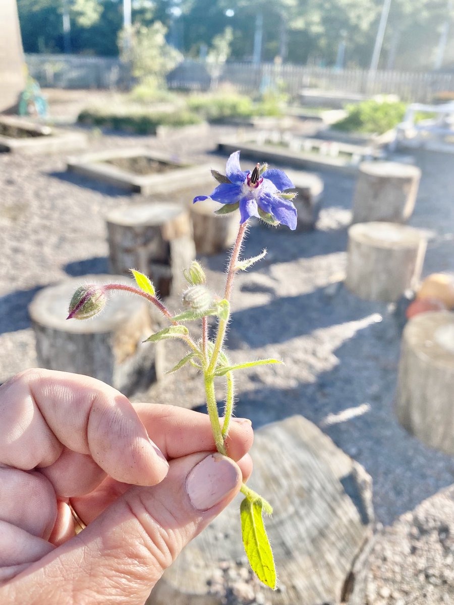 marietculver's tweet photo. “Where flowers bloom, so does hope.” -Lady Bird Johnson #borage ⁦@SeatackDream⁩ ⁦@vbschools⁩ #VBhasHope 💕 https://t.co/lkYHirjv5y