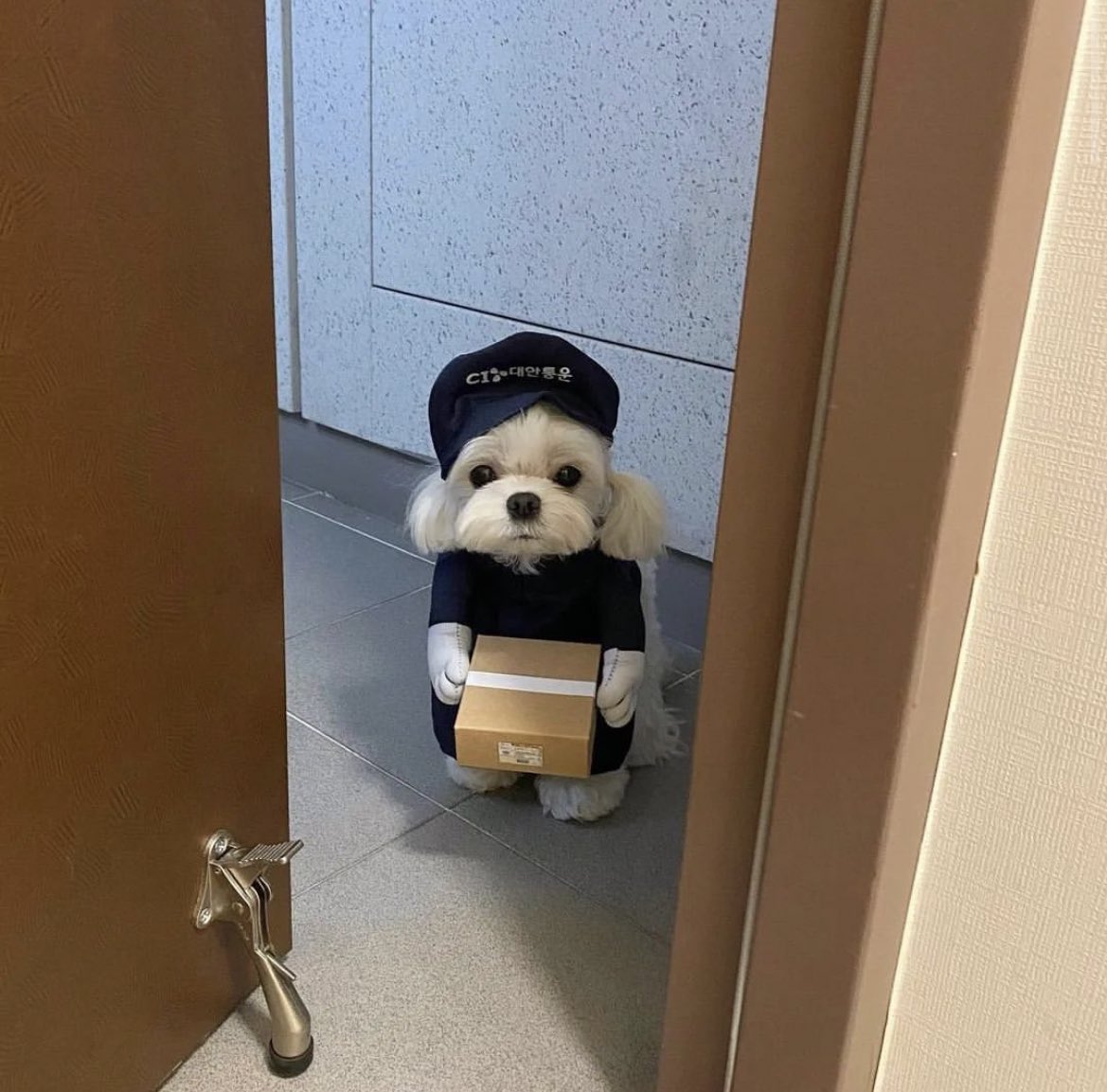 lovx11_very's tweet photo. 인터폰 울려서 나갔다가 묫자리 생길 뻔... https://t.co/ozysoA1UVH
