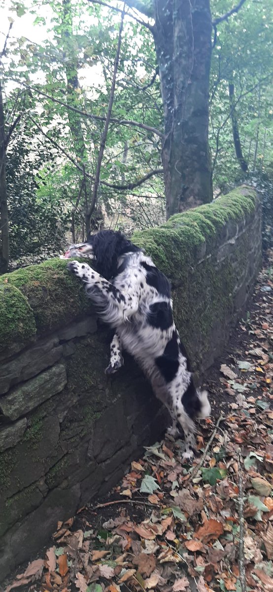 SpanielStory's tweet photo. A feast on my walkies https://t.co/UAgSbti32S
