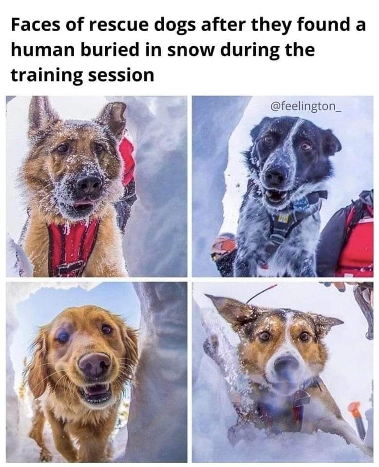 WholesomeMemes (@wholesomememe) on Twitter photo 