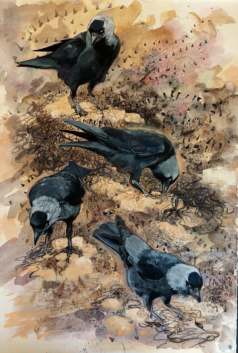 Muddy banks with barnacle encrusted rocks, draped in Bladder & Egg Wrack, slicked with mud hiding tasty morsels are a great place to watch curious mudlarking #Jackdaws. @swlanaturaleye exhibition @mallgalleries #artforsale #birds #birdart #corvids mallgalleries.org.uk/whats-on/exhib…