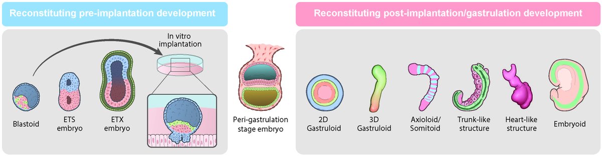 A mini-review from our lab on 'In vitro models of pre- and post-gastrulation embryonic development' sciencedirect.com/science/articl…