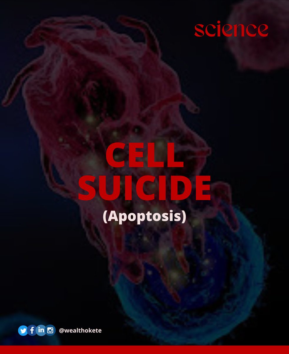 wealthokete_'s tweet image. What does it mean for a cell to commit suicide?

Swipe to find out!

#apoptosis #celldeath #programmedcelldeath #cancer #diseases #health #scicomm #sciencecommunication #scienceeducation