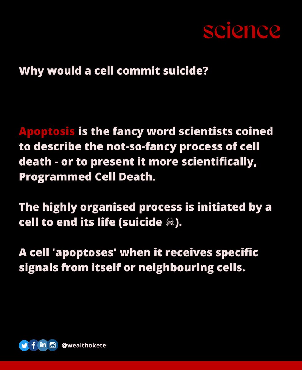 wealthokete_'s tweet image. What does it mean for a cell to commit suicide?

Swipe to find out!

#apoptosis #celldeath #programmedcelldeath #cancer #diseases #health #scicomm #sciencecommunication #scienceeducation