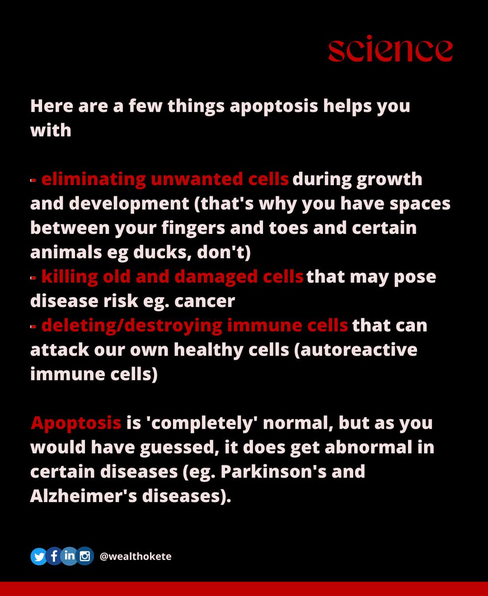 wealthokete_'s tweet image. What does it mean for a cell to commit suicide?

Swipe to find out!

#apoptosis #celldeath #programmedcelldeath #cancer #diseases #health #scicomm #sciencecommunication #scienceeducation