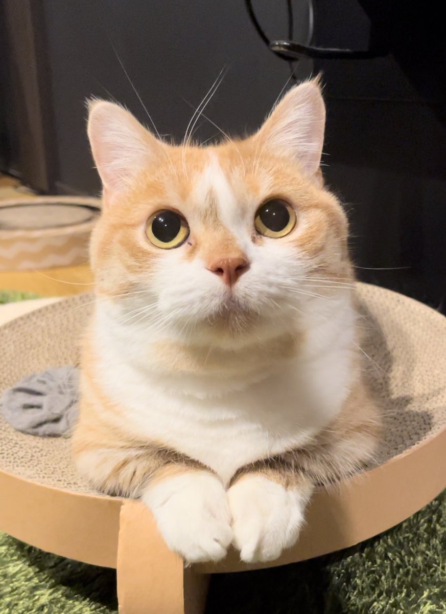 きをつけー #猫 #猫好き #猫好きさんと繋がりたい #猫のいる生活