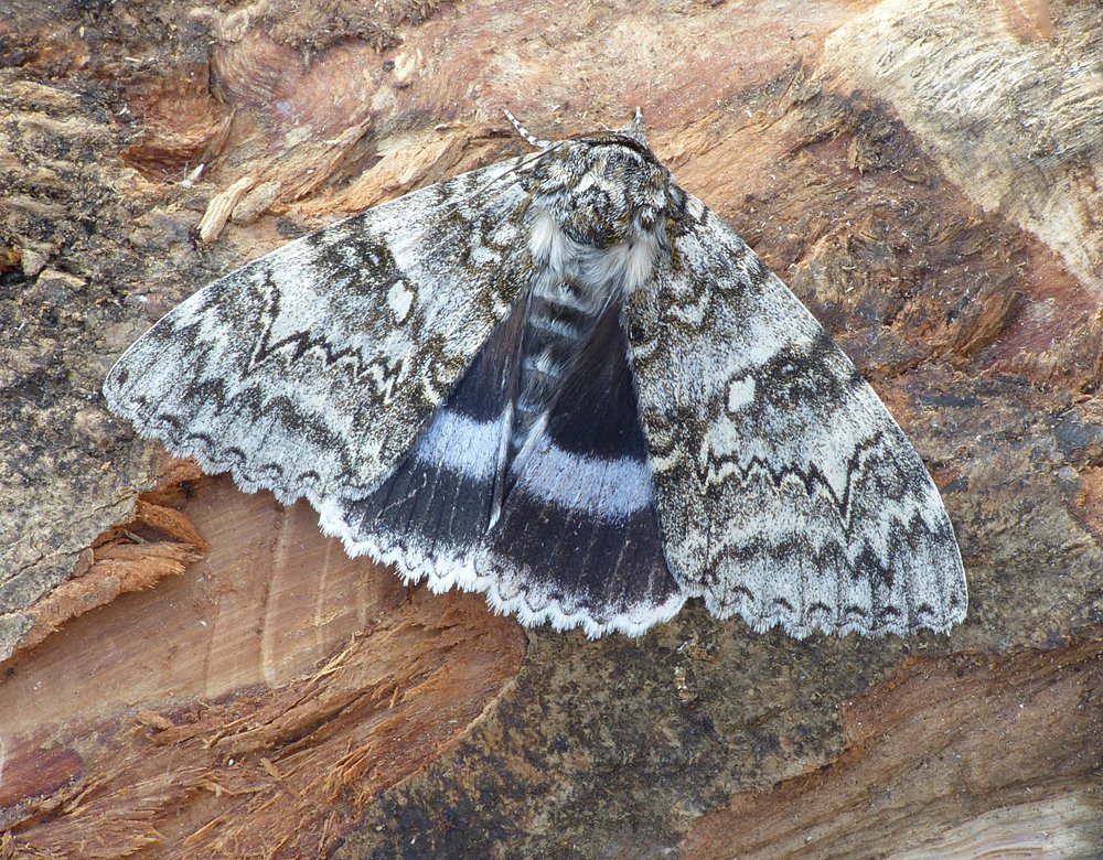 Pretty chilly here in Highworth, N. Wilts overnight and numbers down to 47 moths of 18 species. However I did record Vestal (R. sacraria), White-point (M. albipuncta) and Clifden Nonpareil (C. fraxini). Also, Turnip Moth (A. segetum) & Pale Mottled Willow (C. clavipalpis).