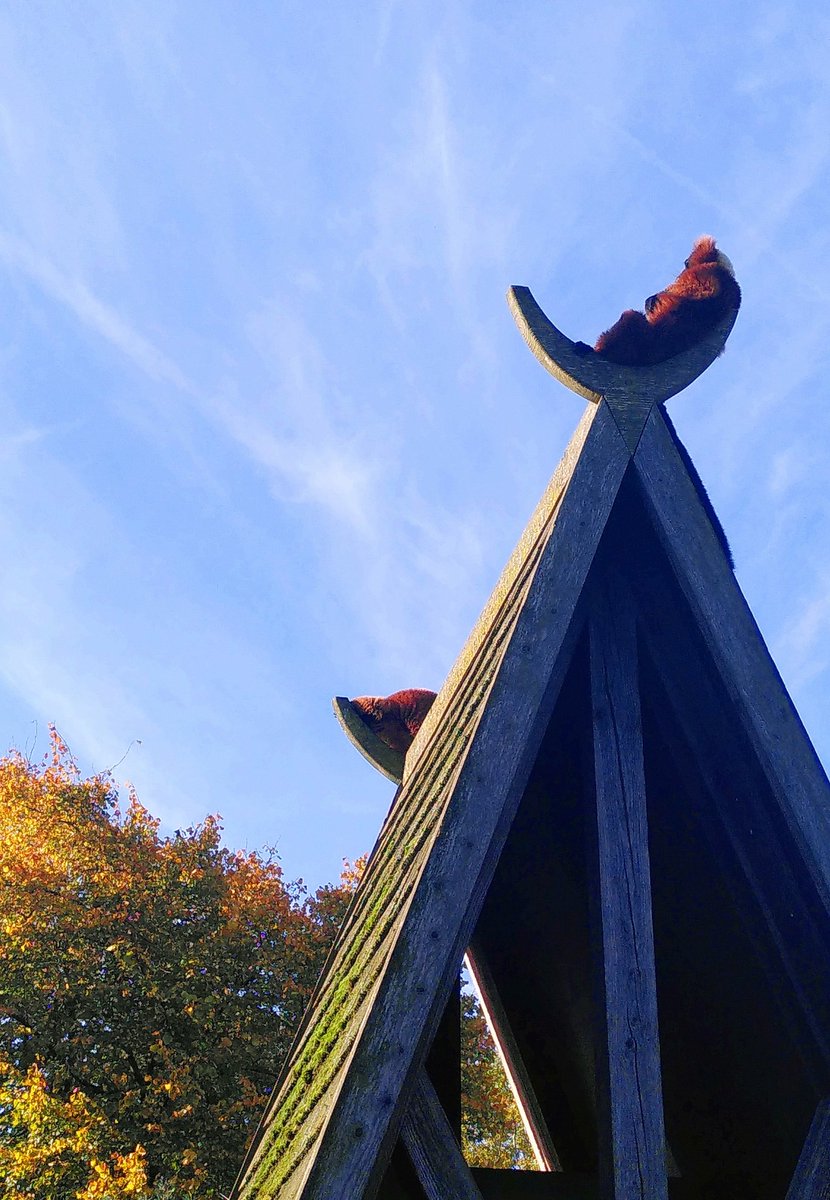 SMterHaar's tweet photo. Sunny day at @ARTIS! https://t.co/nItACsgFdX