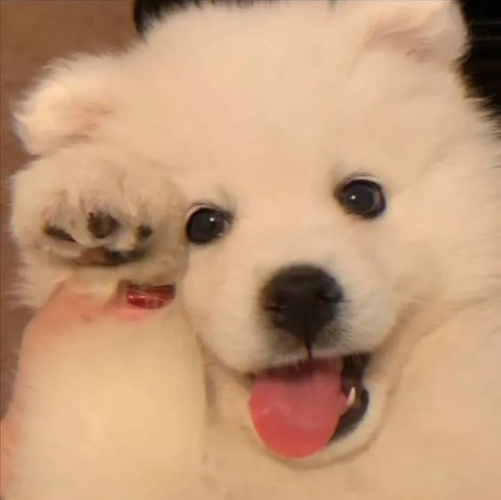 jybi11❤️ Memecoin (@jybi111) on Twitter photo 