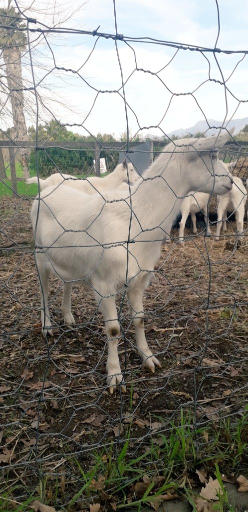 Ivor1B's tweet photo. AnimalArt Series. Goats Do Roam Edition. #ivorb #photography #photo #photos #ivorbphoto #ivorbphotography #nature #NaturePhotography #fotografia #AnimalArt #animal #goat #goats #goatphoto #PhotographyIsArt #photooftheday #goatphotography #travelphoto #farmphoto https://t.co/n8y5QESgim