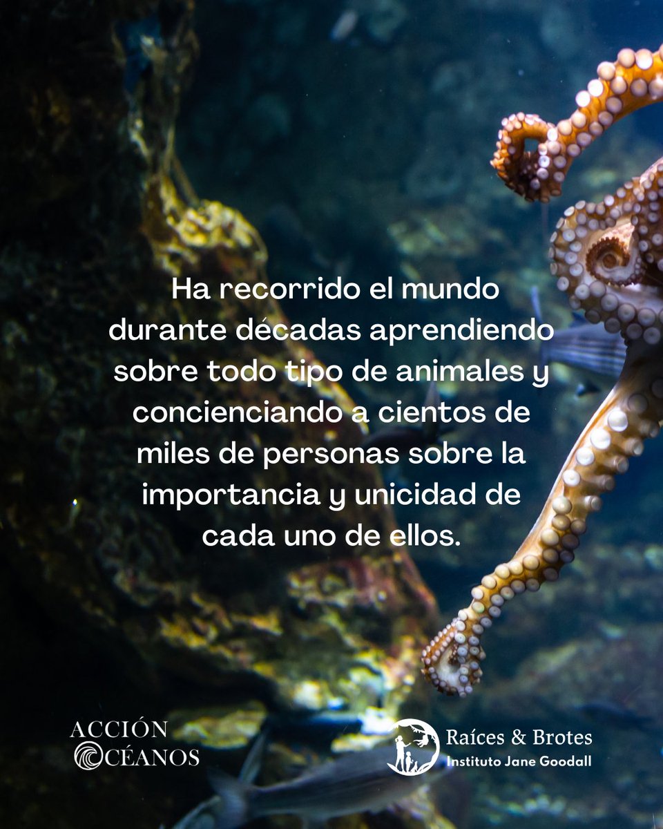 RaicesyBrotes's tweet photo. Sy Montgomery es una naturalista alemana que ha dedicado su vida a conocer y cuidar a animales del mundo entero.
#StopOctopusFarming #NoALasGranjasDePulpos #SalvarALosPulpos #SaveTheOctopus #AccionOceanos #RaícesyBrotes https://t.co/mNpmwGfF1X