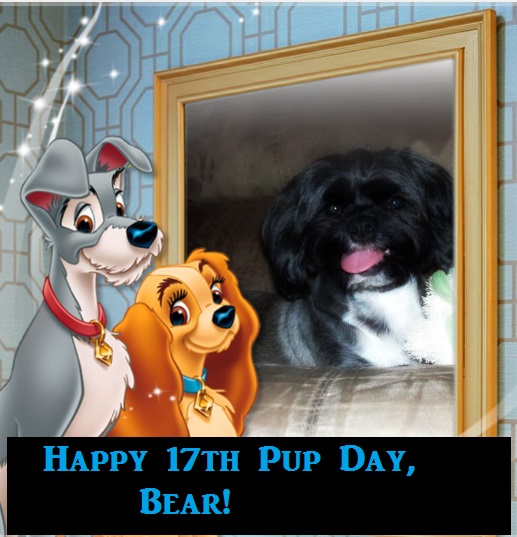 HockeyGirlTampa's tweet photo. Happiest 17th Birthday to Baby Bear B! #birthday #pupday #dogbirthday #dogsoftwitter #17 He says he wants chicken, lots of chicken, & ear scratches. https://t.co/8DbGDZY5YH