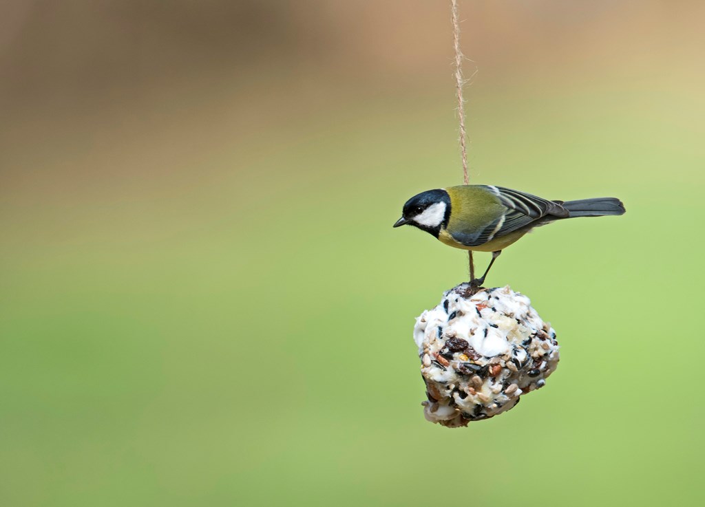 Autumn and Winter are a difficult time of year for birds! We recommend putting out food and water on a regular basis. Birds require high-energy foods during the cold weather to maintain their fat reserves and survive frosty nights. Find out more: bit.ly/whentofeedbirds