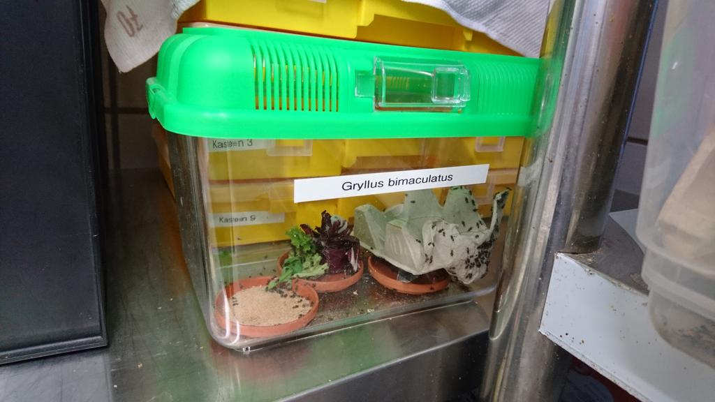 dr_nils's tweet photo. Heute beginnt der erste Kurs zur #Bestandsbetreuung von #Nutzinsekten an der #Tiho. Wir sind sehr gespannt. https://t.co/iVCeZU1ZMk