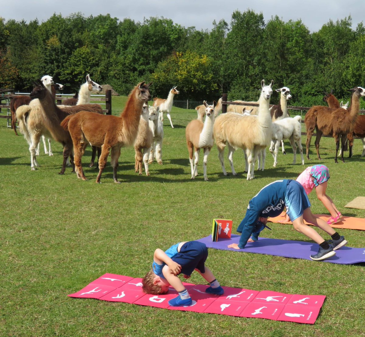 Calling all yoga and Pilates teachers local to NN12 8PU, just throwing it out there at the moment but wondered if anyone would be interested in a quirky &amp; intimate venue for a class?
Love to chat to you if you were intrigued at all🦙 🧘🏼‍♀️ 
#llamakarma #llamas #yoga #pilates