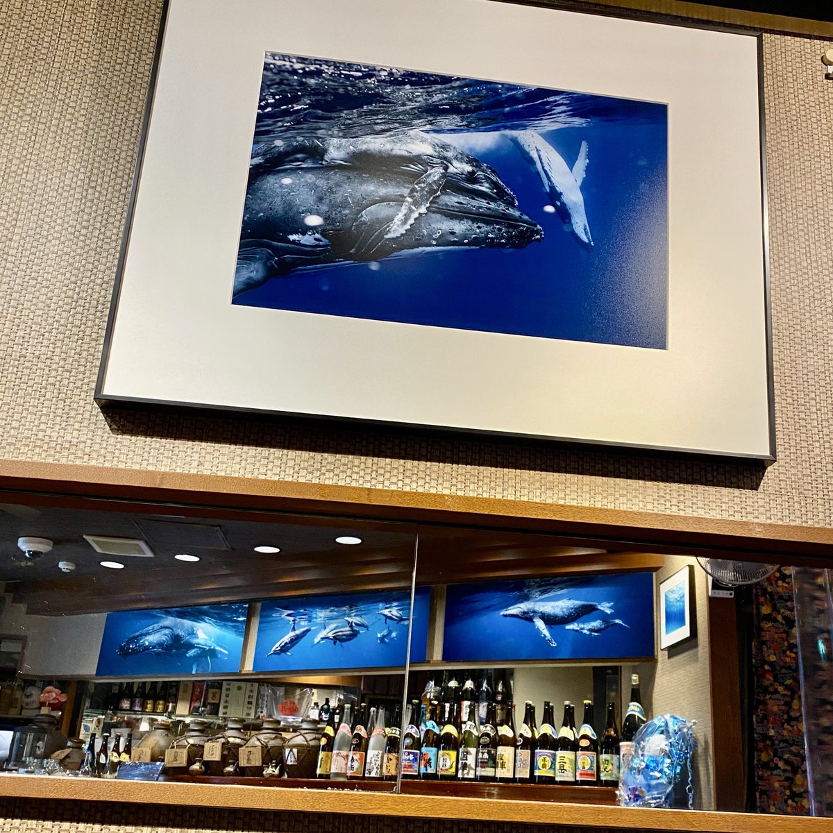 yusukeeokada's tweet photo. 本日から年末まで溝の口の沖縄料理『琉球酒房 菜酒家FU-KU』さんにイルカとクジラの写真を8点展示します。
本当に美味しい沖縄料理を食べれるお店ですので(ラフテーとジーマミー豆腐がイチオシ✨)
ゆっくりと写真を見ながらの美味しい食事とお酒をぜひ！
(続く) https://t.co/eLahnrvHDI
