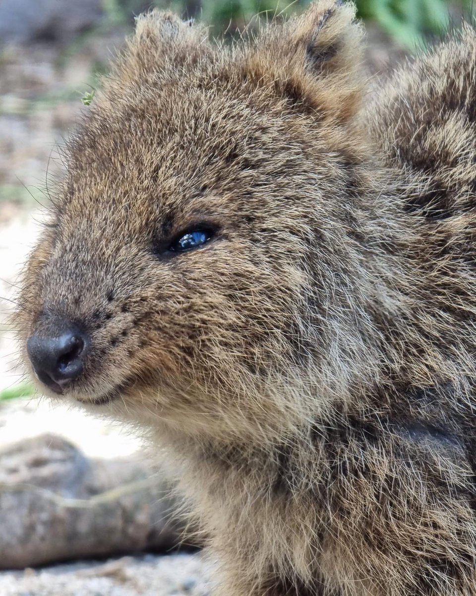 Channel 31 tweet media