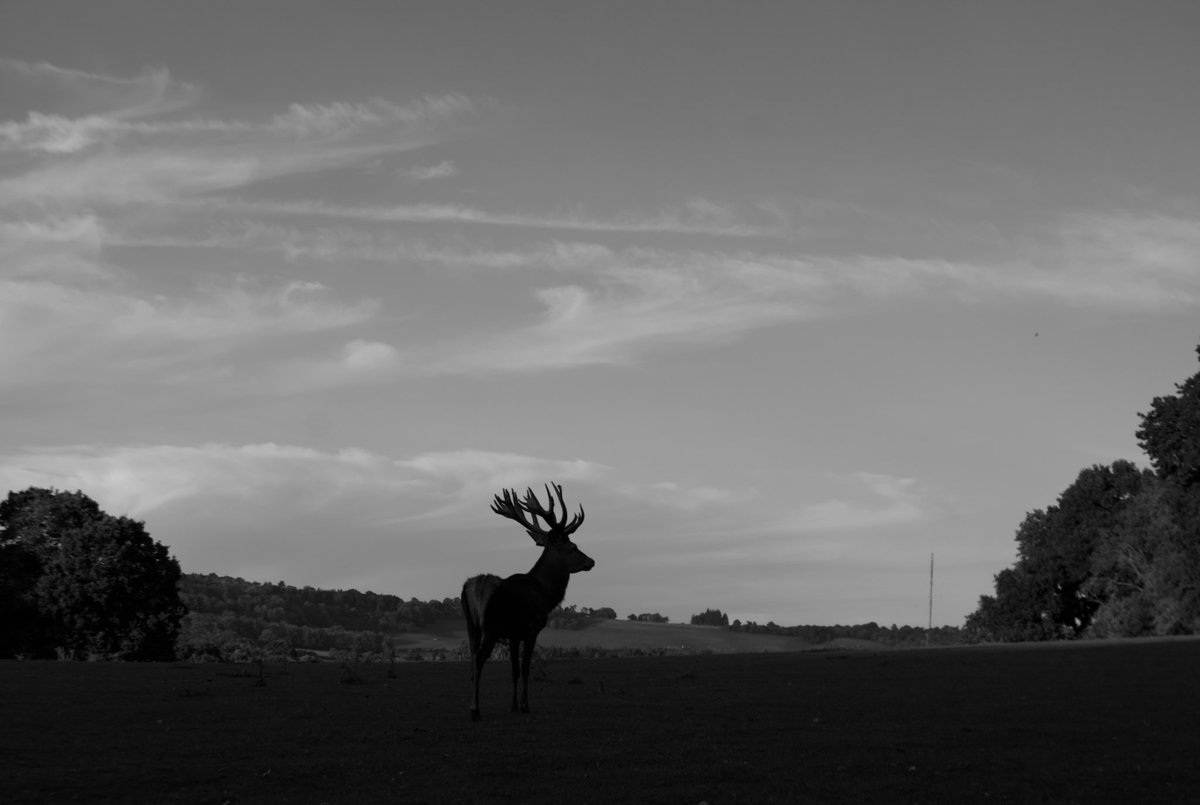 Chart Farm Venison tweet media