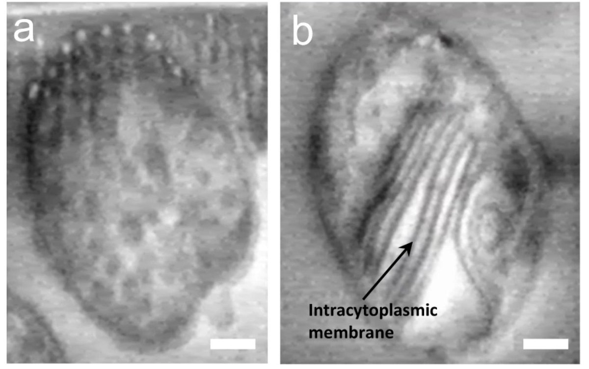 Check out #CLFoctopus & @biostimulantsEU's recent @NatureComms publication - The results of which tie into helping us build a better picture of natural methane cycles in the atmosphere, and of Earth's biome as a whole🌱🌍 ➡️ tinyurl.com/3y9t6pwp