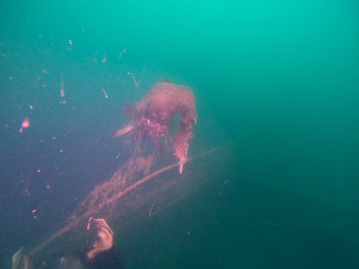 ghost_fishinguk's tweet photo. ⚠️⚠️⚠️⚠️⚠️⚠️⚠️⚠️⚠️⚠️⚠️
      UPSETTING PICTURES 

@Natures_Voice beautiful diving cormorants captured in gill net strewn across a wreck and drifting.

We’ve removed the net, but we were too late for these poor things. https://t.co/zrdAxNUKYV