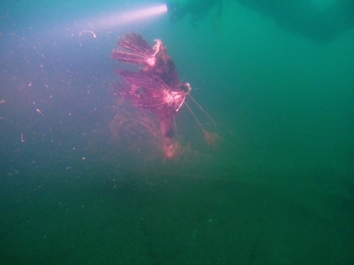 ghost_fishinguk's tweet photo. ⚠️⚠️⚠️⚠️⚠️⚠️⚠️⚠️⚠️⚠️⚠️
      UPSETTING PICTURES 

@Natures_Voice beautiful diving cormorants captured in gill net strewn across a wreck and drifting.

We’ve removed the net, but we were too late for these poor things. https://t.co/zrdAxNUKYV