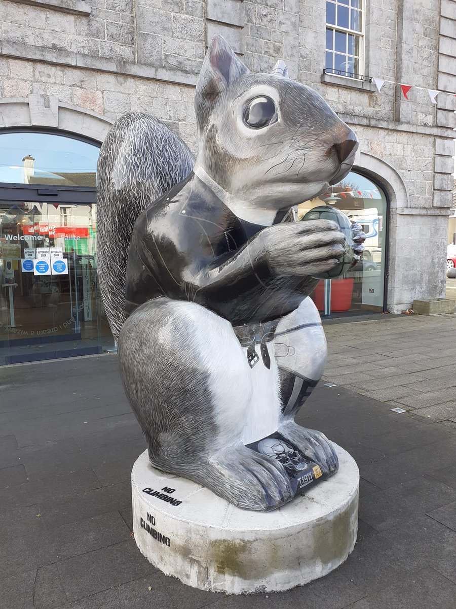 in a nutshell'  Alien v predator -  Grey arrived as a posh wedding present for Lrd Lfrd &amp; legged it into the woods- its now in 22/32 counties - but the rise of the native pine martin seems to be curtailing its spread - that &amp; the mighty Shannon - #ballymahon #squirrel #squirrely